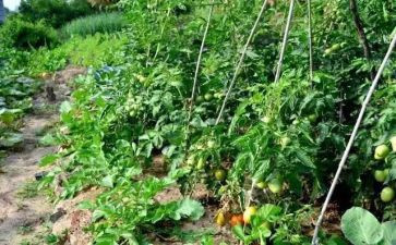 外婆的菜园作文精选8篇