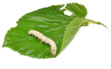 养蚕的优秀作文优秀6篇