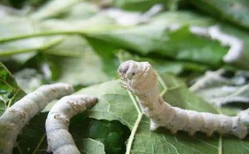 蚕茧收购合同6篇