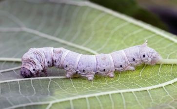 养蚕的优秀作文通用8篇