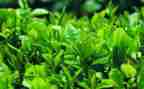 送奶茶的活动方案8篇
