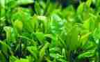 介绍茶的作文推荐6篇