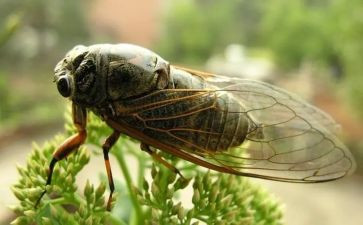 蚂蚁和蝉读后感7篇