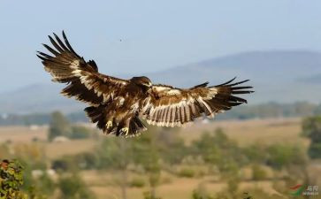 射雕英雄传的读书心得8篇