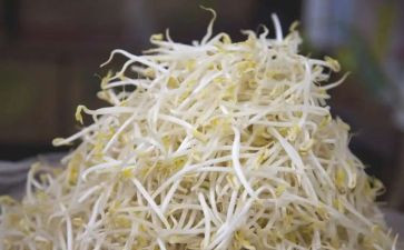 观察豆芽的作文6篇
