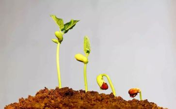 发芽了中班教案8篇