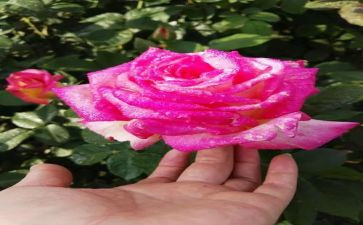 芬芳的话题作文7篇