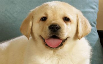 关于狗的教案优秀8篇