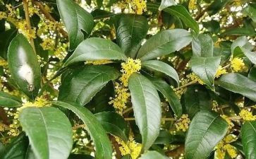 桂花村作文优质8篇