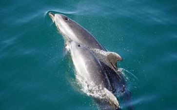 海豚王读后感参考7篇