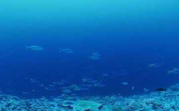 海底探险作文6篇