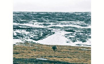 荒野求生读后感5篇
