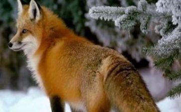 刁狐狸和傻狐狸的读后感精选7篇