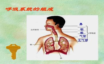 呼吸的心得体会精选8篇