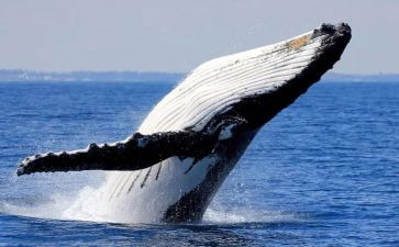 鲸读后感500字5篇