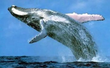 孤独的鲸作文优质5篇