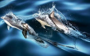 孤独的鲸作文5篇