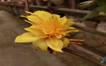 菊花的心得体会5篇