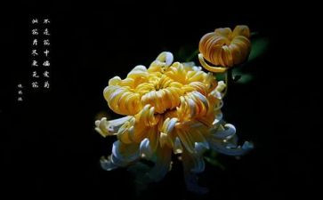 菊花优秀作文通用7篇