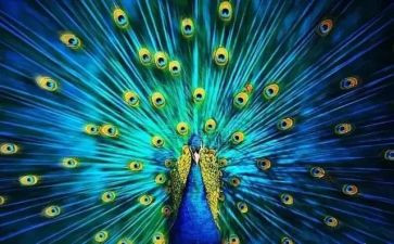 孔雀和鹤的读后感6篇