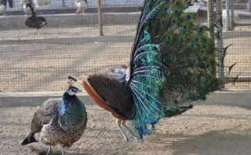 孔雀和鹤的读后感最新7篇