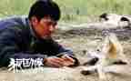 狼图腾的作文1000字8篇
