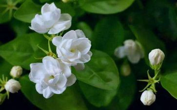 幼儿园中班音乐茉莉花教案5篇
