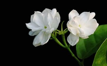 中班茉莉花音乐教案5篇