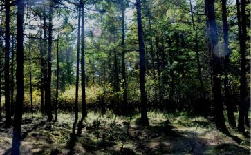 林地合同优秀6篇