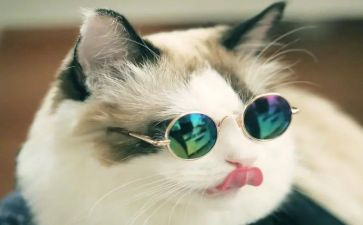 猫和狗的故事作文通用8篇