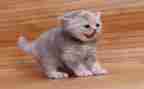 关于猫的300字作文优质5篇
