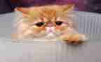 关于猫的初中作文通用7篇