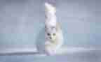 猫的演讲稿100字6篇