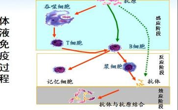 计划免疫工作计划5篇