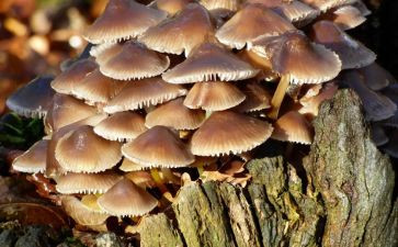 采蘑菇教案参考8篇