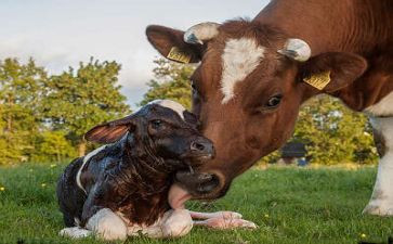 蜗牛画教案通用5篇