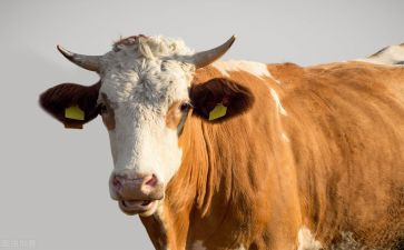 小蜗牛中班语言课教案8篇