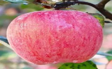 小小班大苹果教案最新8篇