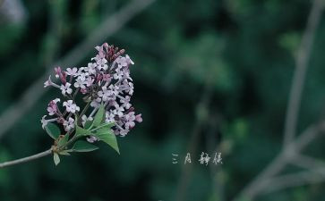 三月份小班工作计划6篇