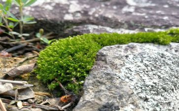 关于苔的材料作文优秀7篇