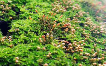 关于苔的材料作文7篇