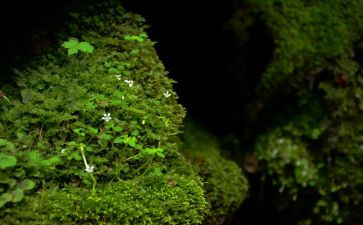 关于苔的材料作文参考5篇