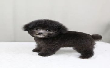 泰迪作文参考8篇