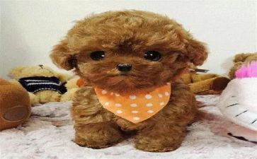 泰迪作文模板7篇