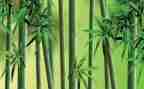 托物言志的莲作文最新5篇