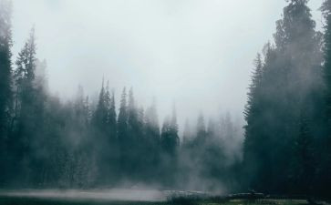 雾的孤儿读后感精选5篇
