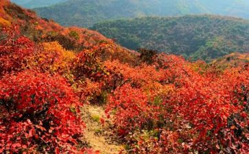 爬香山的作文600字6篇