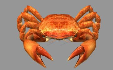 幼儿园小螃蟹的教案6篇