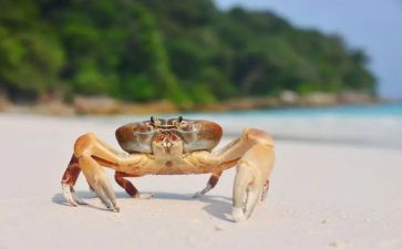 小螃蟹的教案优质6篇