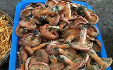 野生菌的作文优质6篇